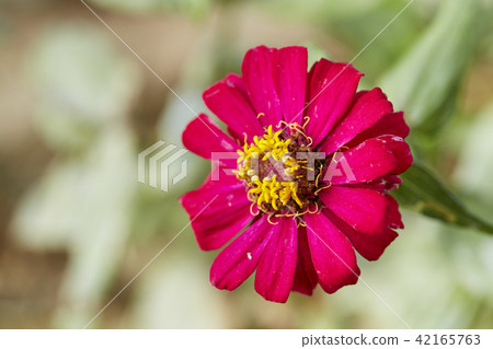 red zinnia on a green background red zinnia on a green background 42165763