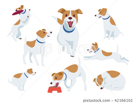 Dog _ Jack Russell Terrier 42166102