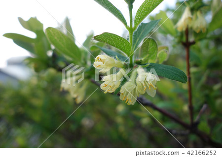 果殼杯的花 果殼杯的花 42166252