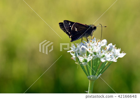 Hemp butterflies Hemp butterflies 42166648