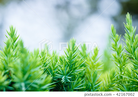 Ibuki's Sugi Leaf 42167002