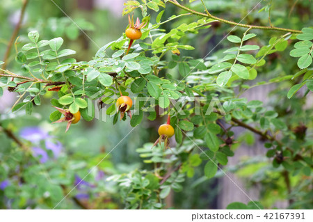 Rosa Yugonis'玫瑰果 Rosa Yugonis'玫瑰果 42167391