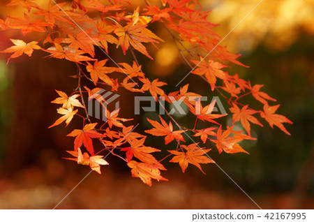 秋葉1 秋葉1 42167995