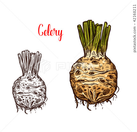 Fresh celery root sketches color and monochrome 42168211