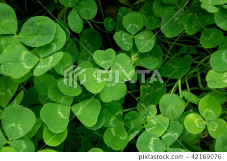 四片葉子的三葉草 42169076