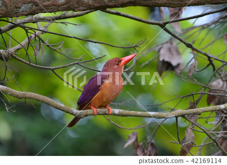 Ryukyu Akashoubin 7 Ryukyu Akashoubin 7 42169114