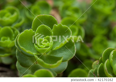 closeup of succulent plant in terra cotta pot 42170162