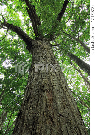 Mizunara's big tree - healing forest Fukushima ken Tadaomi cho Mizunara's big tree - healing forest Fukushima ken Tadaomi cho 42170223