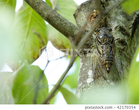 "Kumazemi" stops on the tree Stopping 42170354