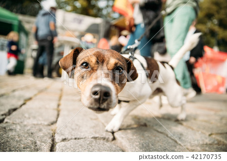 Funny Jack Russell Terrier Dog Walks Down Street On A Leash. Dog 42170735