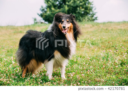 Rough Collie, Scottish Collie, Long-Haired Collie, English Collie Rough Collie, Scottish Collie, Long-Haired Collie, English Collie 42170781