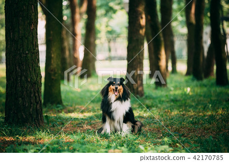 Rough Collie, Scottish Collie, Long-Haired Collie, English Collie 42170785