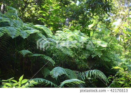 A group of Vladiva 42170813