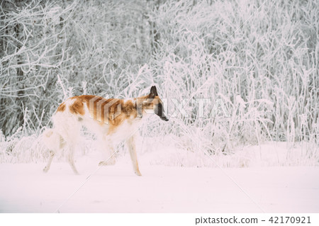 Russian Wolfhound Hunting Sighthound Russkaya Psovaya Borzaya Dog Russian Wolfhound Hunting Sighthound Russkaya Psovaya Borzaya Dog 42170921