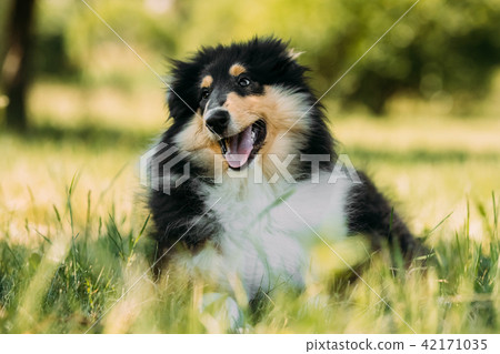 Tricolor Rough Collie Puppy Funny Scottish Stock Photo
