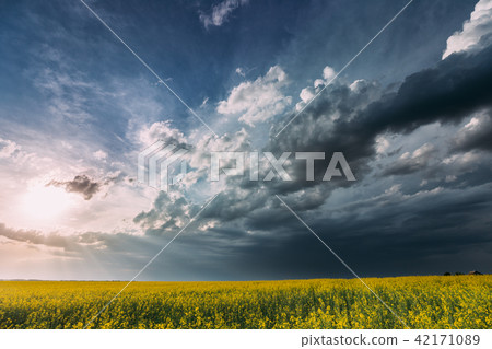 Agricultural Landscape With Flowering Blooming Rapeseed, Oilseed 42171089