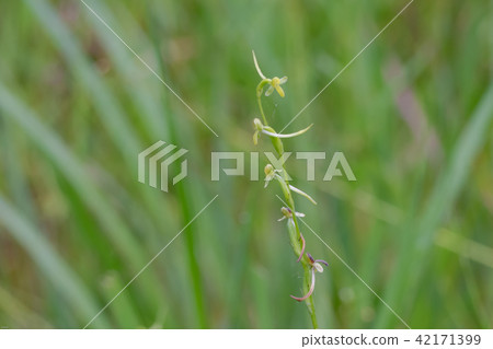 Kobanotomeboro 42171399