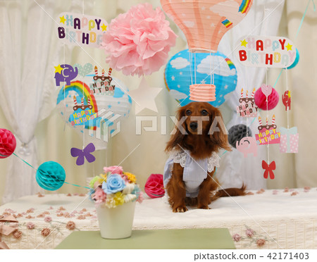 Dachshund celebrates birthday 42171403