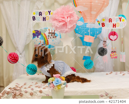 Dachshund celebrates birthday 42171404