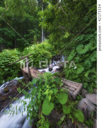 River and bridge in the forest. 42171554