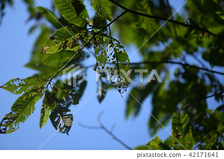 蠕蟲的葉子 42171641