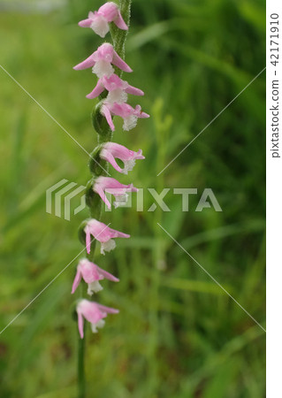 Spiranthes sinensis Spiranthes sinensis 42171910