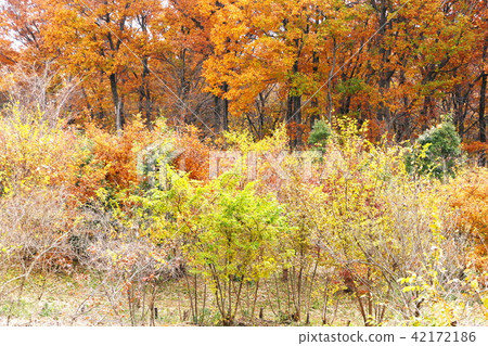 Impression of autumn Impression of autumn 42172186