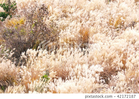 Impression of autumn 42172187