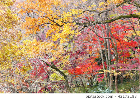 Impression of autumn 42172188