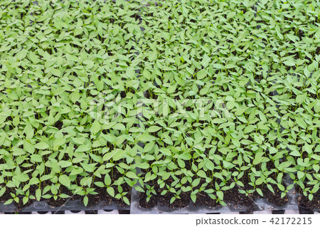 Chilis plant in nursery house Chilis plant in nursery house 42172215