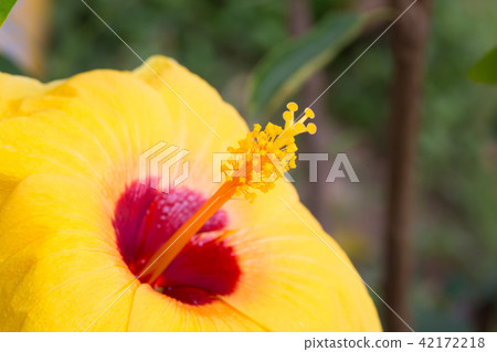 Yellow hibiscus flower in close up  shot 42172218