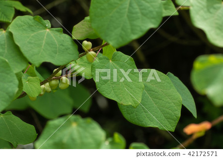 marbanoki的果實 42172571