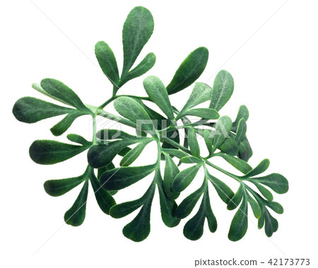 Common rue ruta graveolens, paths 42173773