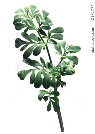 Common rue ruta graveolens, paths 42173774