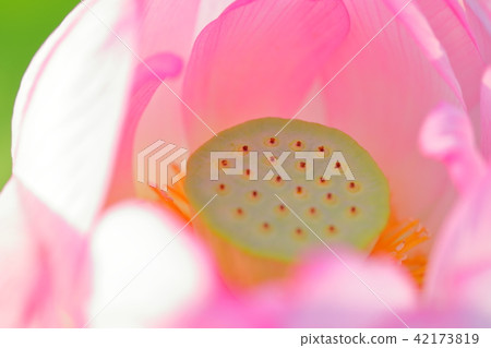 蓮花 42173819