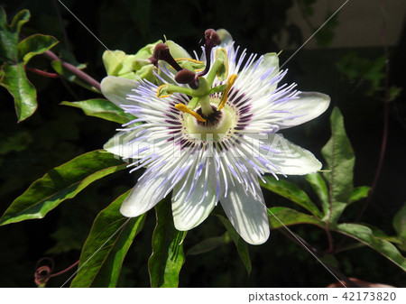西番蓮花 42173820