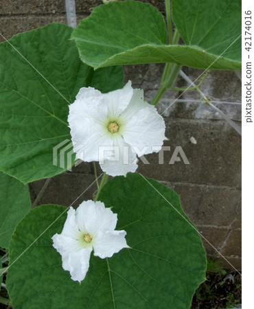 Male flower of Yugao 42174016
