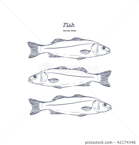 Hand Drawn Illustrations of fish. Hand Drawn Illustrations of fish. 42174346