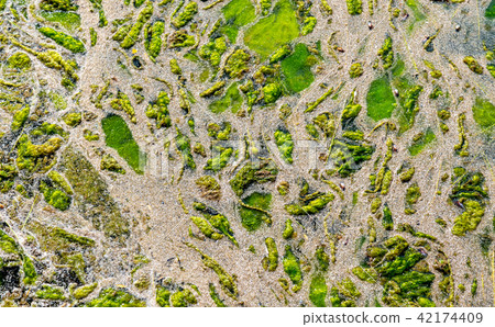 abstract texture of a swampy muddy view from above 42174409