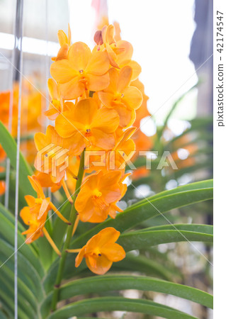 Various cactus species are placed on the shelves Various cactus species are placed on the shelves 42174547