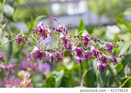 Dendrobium sutiknoi orchid in the garden Dendrobium sutiknoi orchid in the garden 42174639