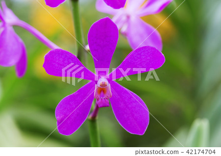Pink orchid blooming in the garden 42174704