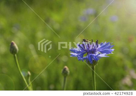 blue cornflower with a fly on it blue cornflower with a fly on it 42174928