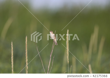 Tweet Coyoteukiri Tweet Coyoteukiri 42175368