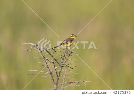 Tweet Tsumugi Nagase Pretty 42175375