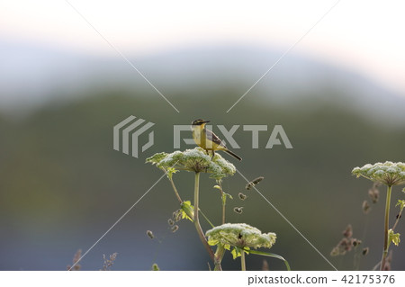 Tsume nagase beautiful 42175376