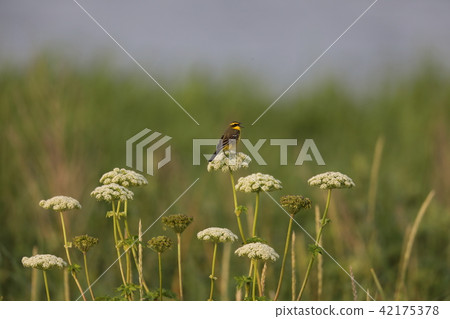 Tweet Tsumugi Nagase Pretty 42175378