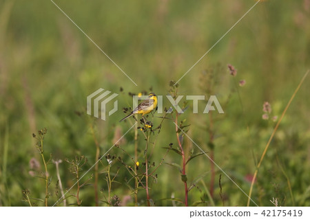 Tsume nagase beautiful 42175419