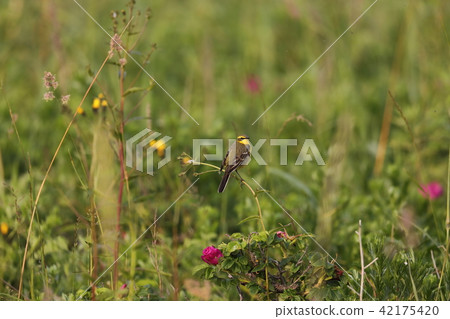 Tsume nagase beautiful 42175420