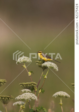 Tweet on Shishoudo Tsubasa Nagase Pretty 42175424